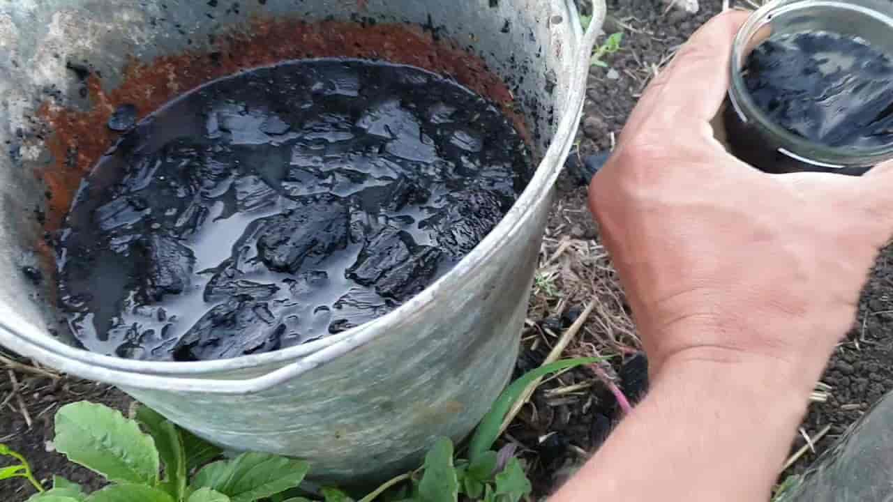تصویر 3 از کود مرغی سطلی مناسب مصرف کنترل شده